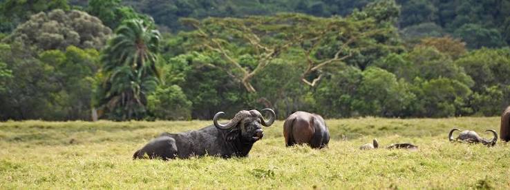 Buffalo