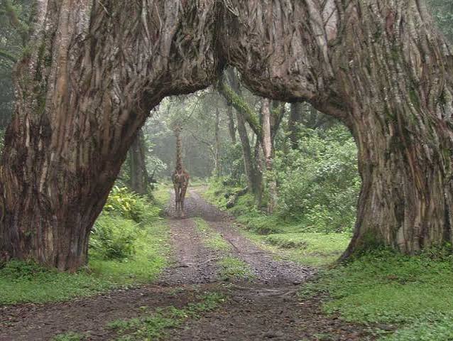 Arusha NP