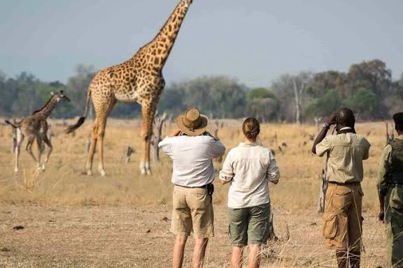 Giraffe