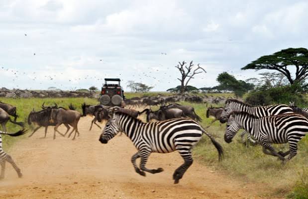 Zebra