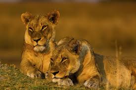 Katavi National Park