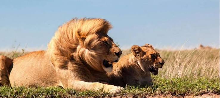 Tree-climbing Lion