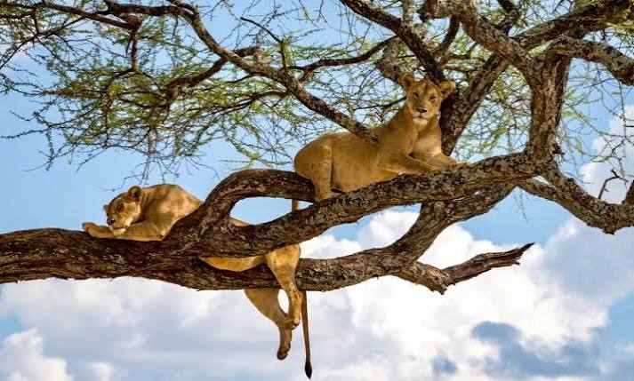 Lake Manyara