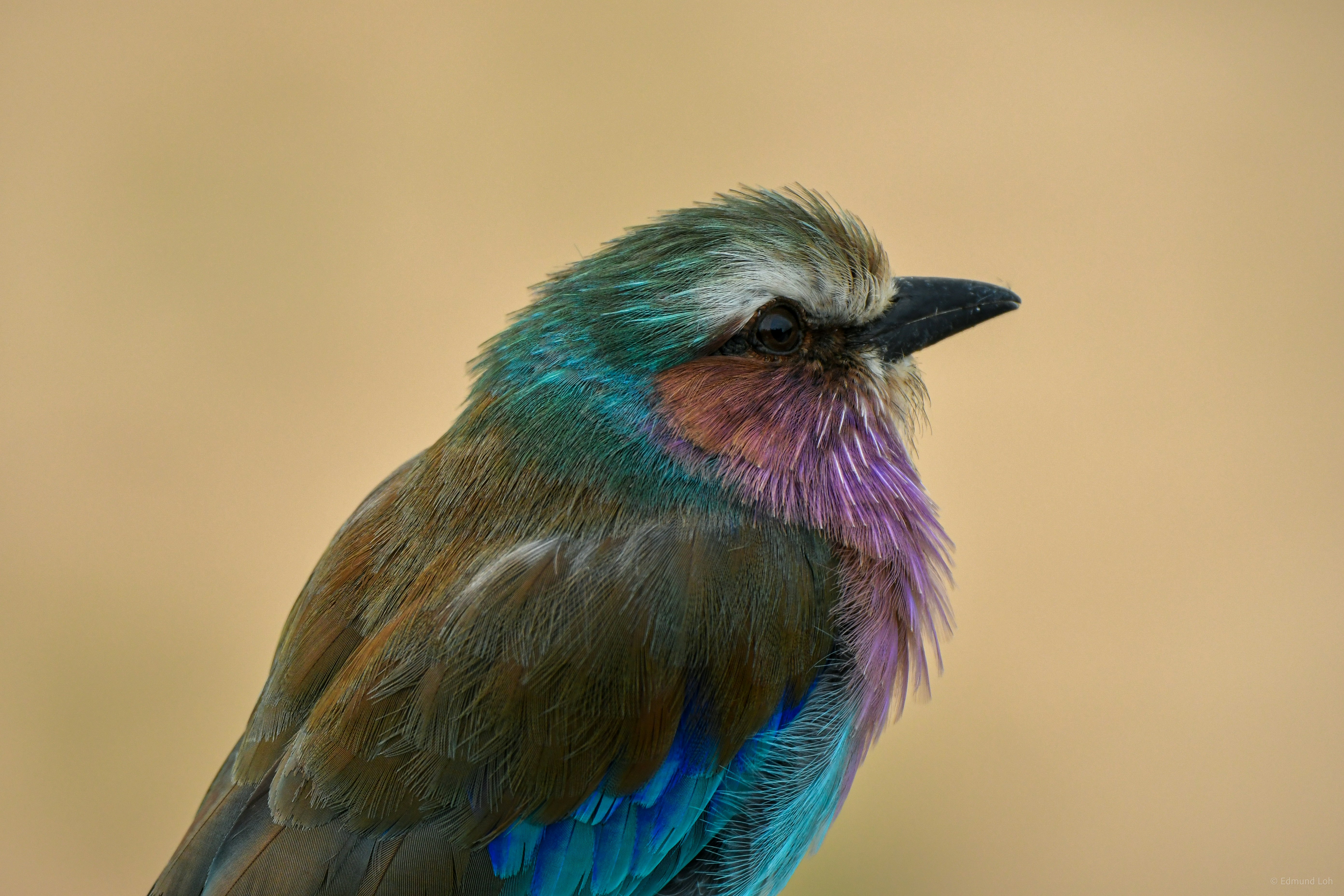 Birdlife in Mikumi