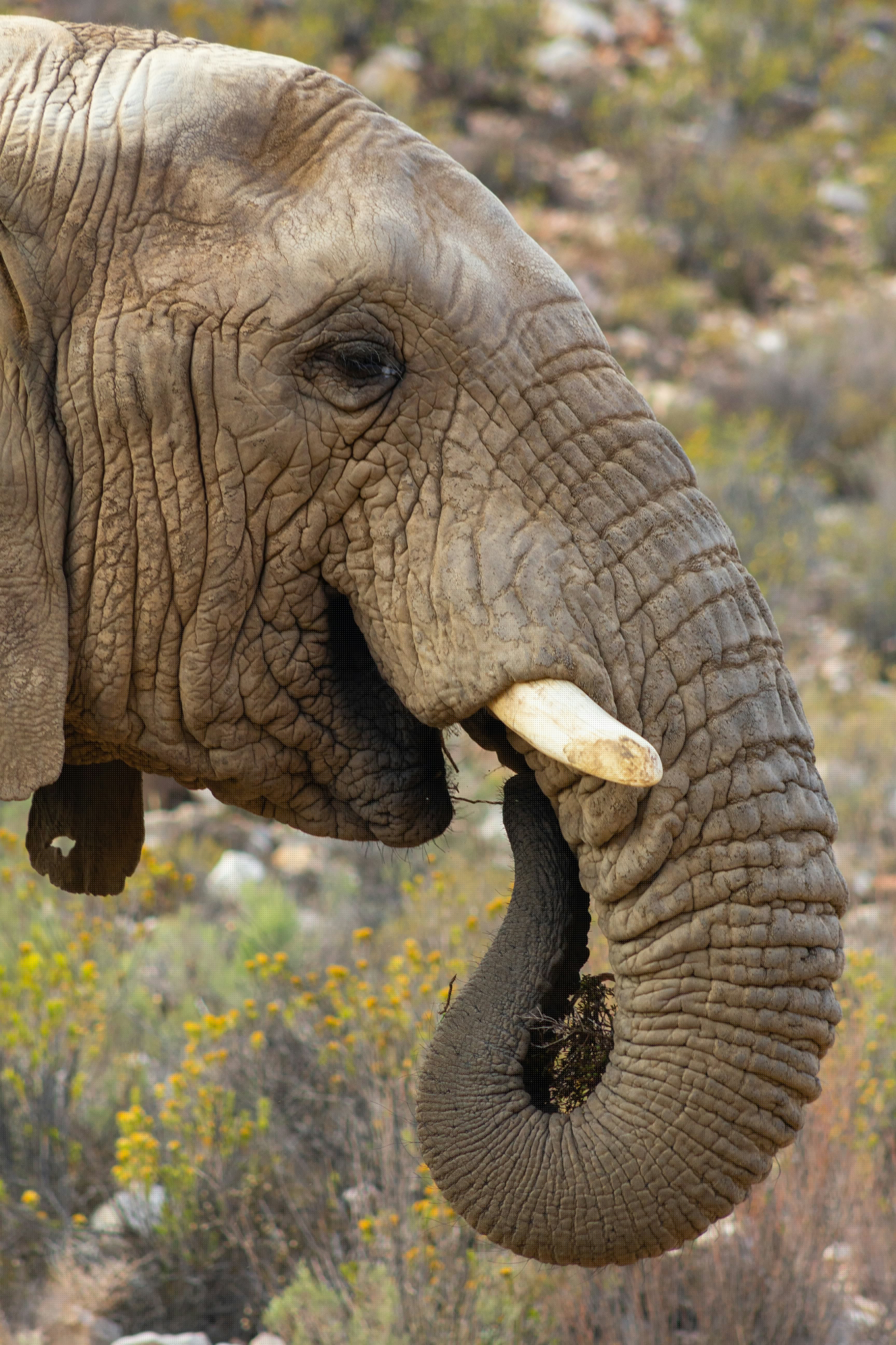 Elephant in Mikumi