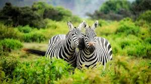 Southern Tanzania Safari