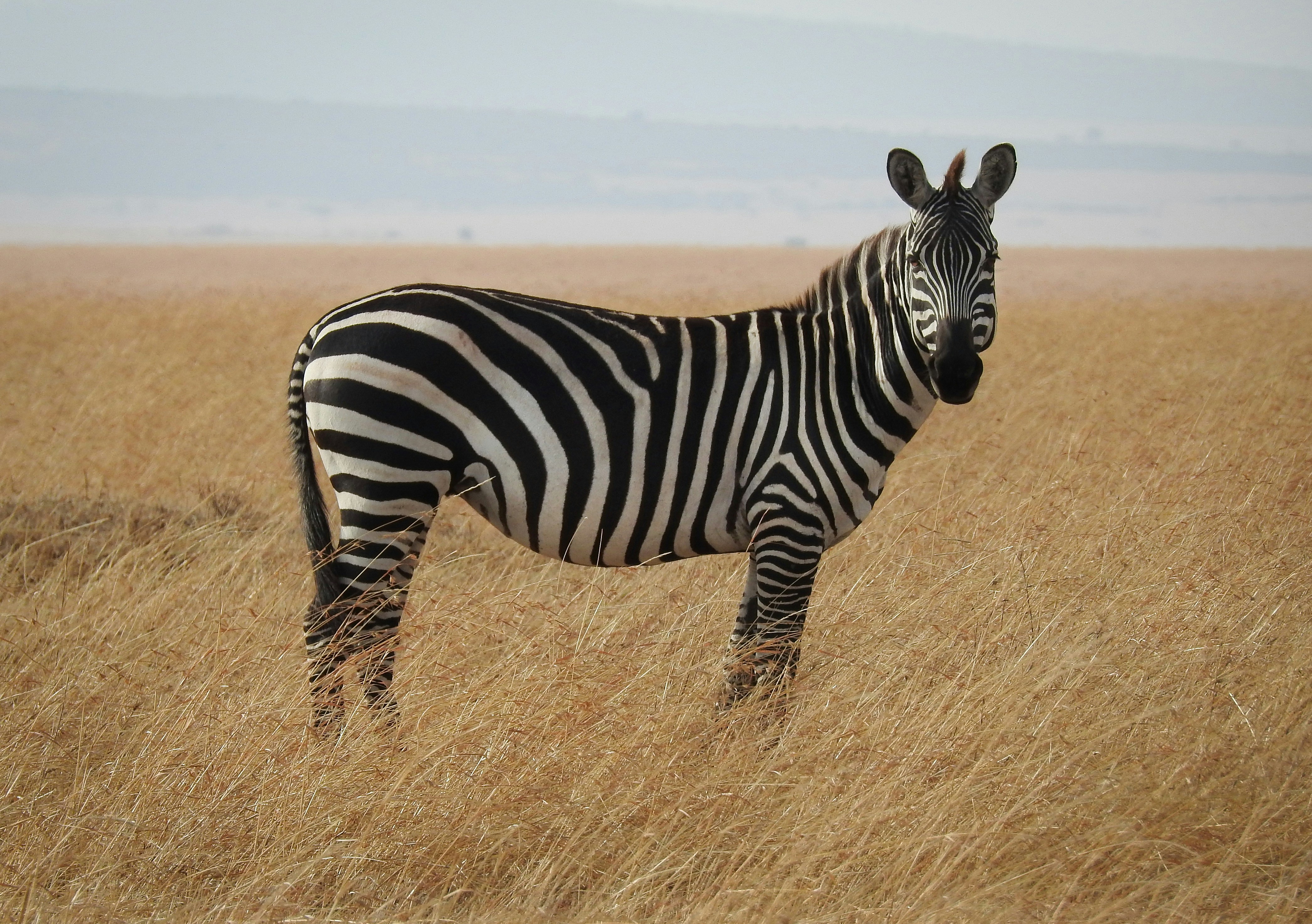 Mikumi National Park