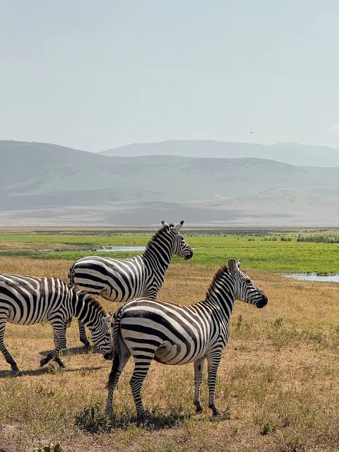 Zebra