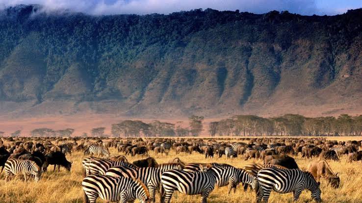 Ngorongoro