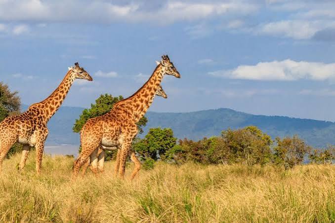 Giraffe in Ngorongoro