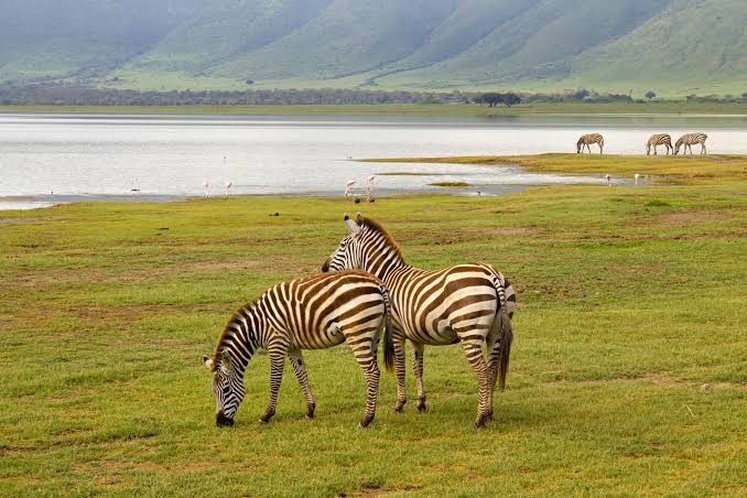 Ngorongoro