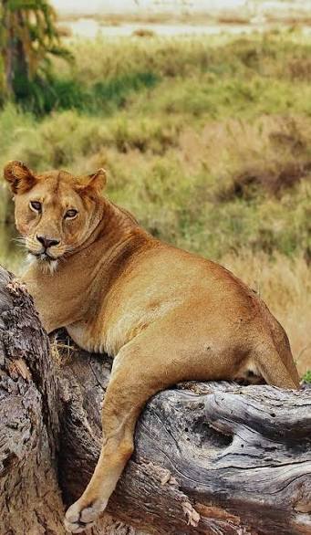 Nyerere NP