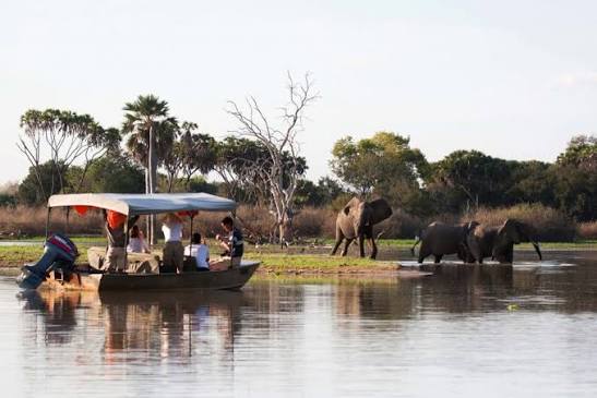 Elephant