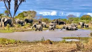 Elephant