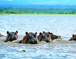 Hippo