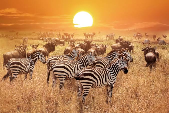 Northern Circuit Safari