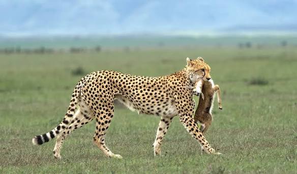 Serengeti Plains