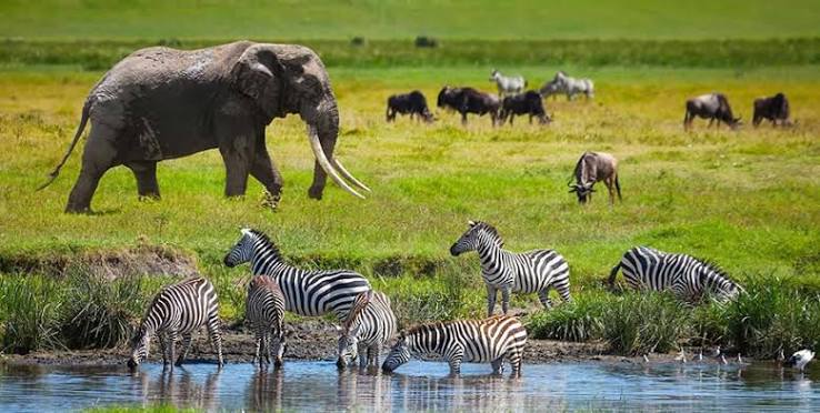 Serengeti Safari