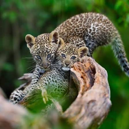 Serengeti
