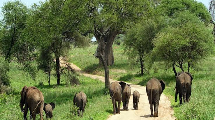 Tarangire National Park