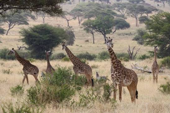 Tarangire