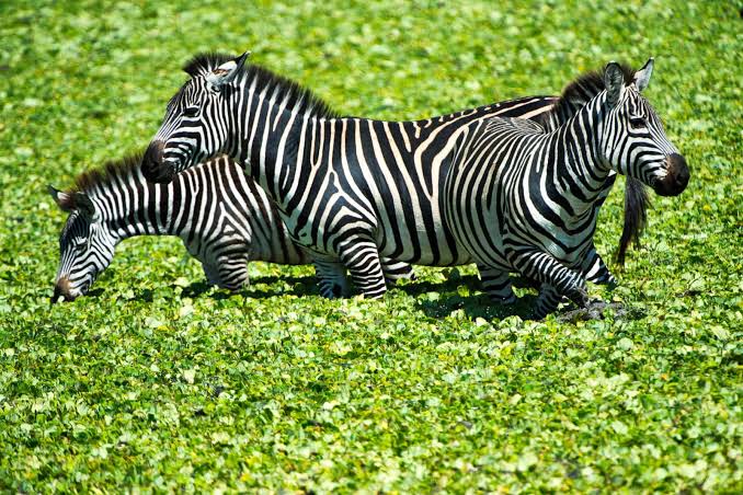 Zebra