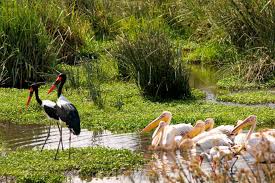 Wildlife